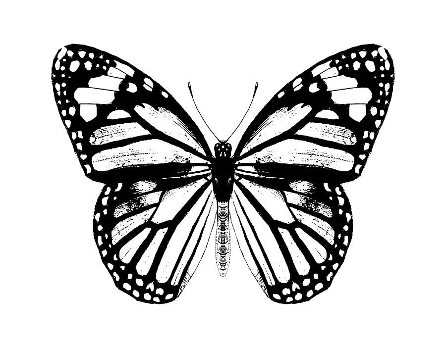 Monarch Butterfly - Black and White Digital Art by Eclectic at Heart