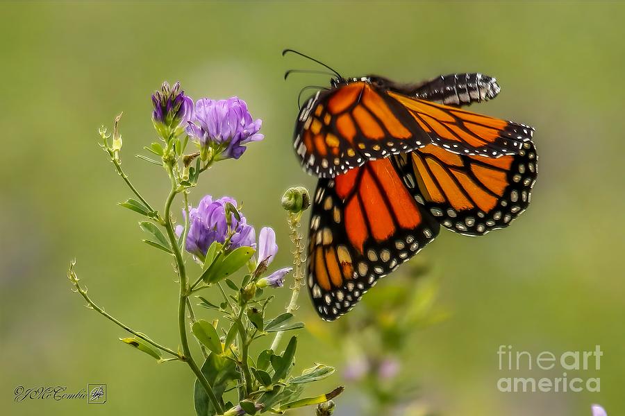 Monarch Butterfly in Flight #1 Photograph by J McCombie