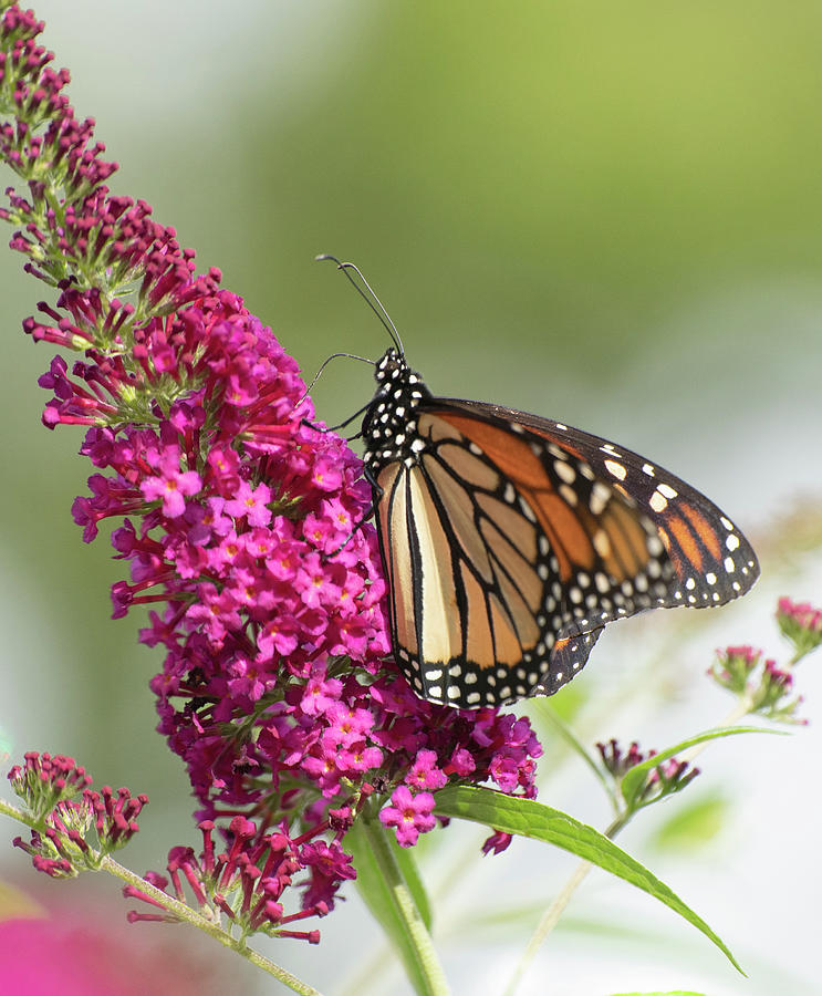 Monarch butterfly #2 Photograph by Jack Nevitt