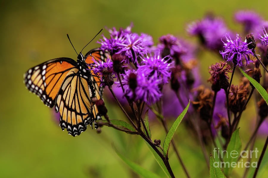 Monarch Butterfly #2 Photograph by JT Lewis