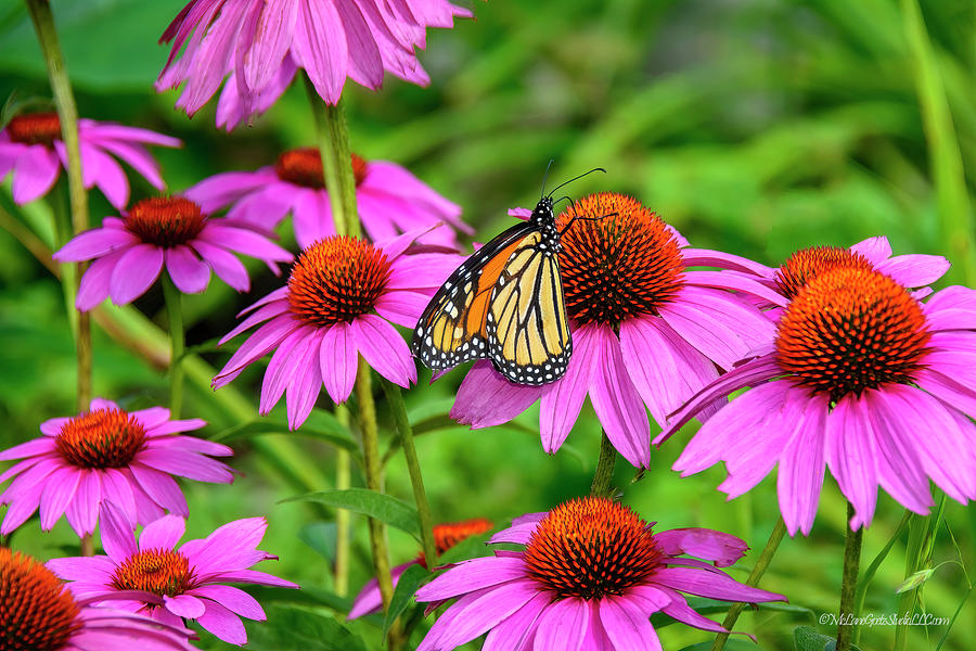 Monarch Butterfly #2 Photograph by LeeAnn McLaneGoetz McLaneGoetzStudioLLCcom