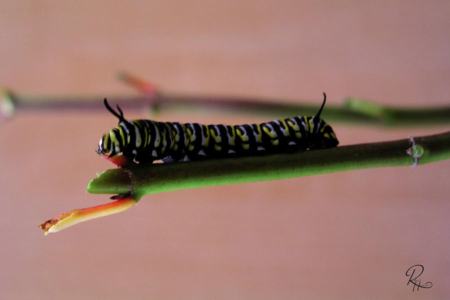 Monarch Caterpillar Photograph by Robert Harris