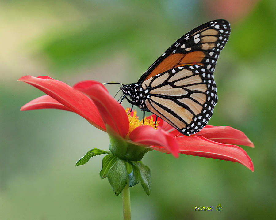 Monarch on Dahlia #2 Photograph by Diane Giurco