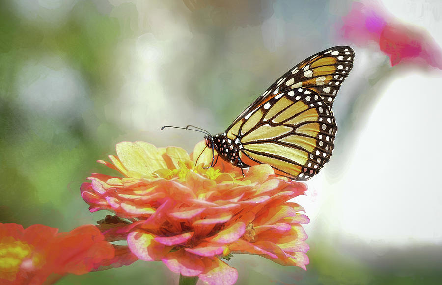 Monarch Season  #2 Photograph by Mary Lynn Giacomini