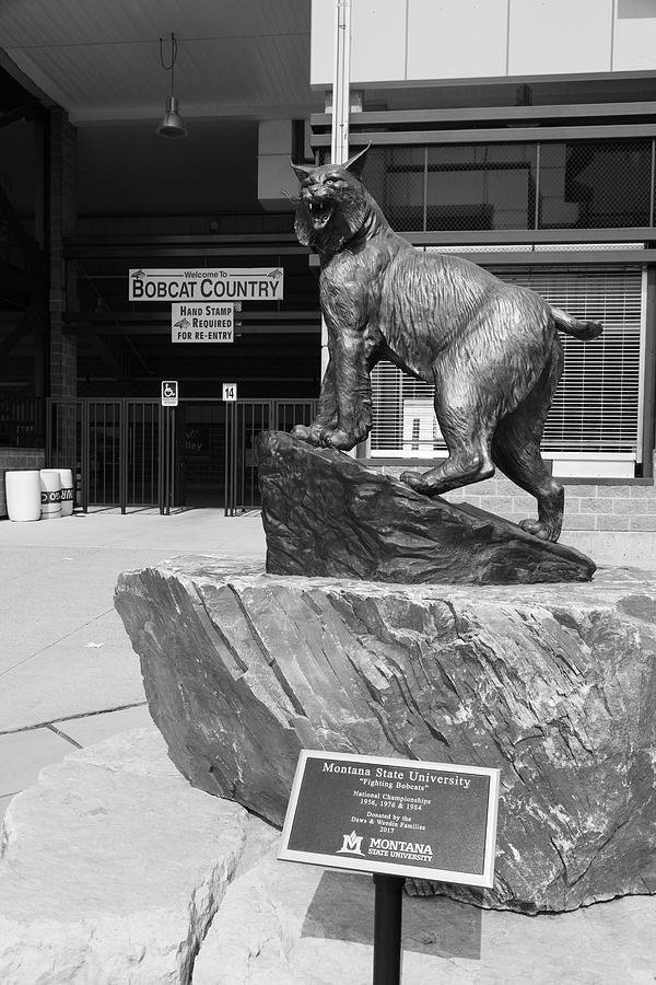 Montana State University Bobcat statue in black and white #2 Photograph by Eldon McGraw