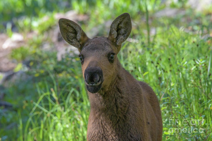 Moose Calf #2 Photograph by Patrick Nowotny