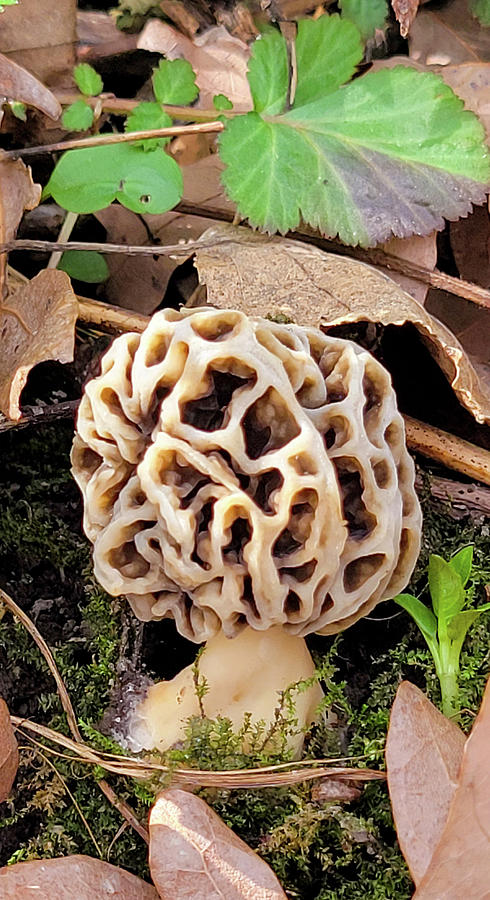 Morel Mushroom #2 Photograph by Brook Burling