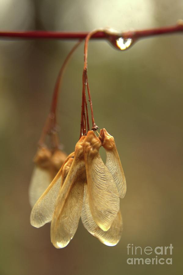 Morning Dew Photograph by Roland Stanke Morning Dew Photograph by Roland Stanke