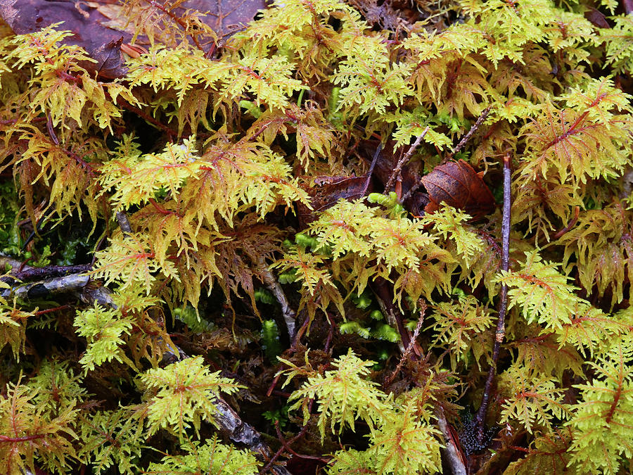 Moss on the Forest Floor #2 Photograph by Rob Huntley