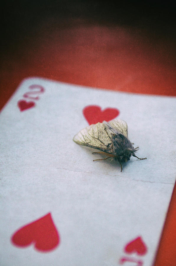 Nature Photograph - Moth On 2 of Hearts #2 by Carlos Caetano