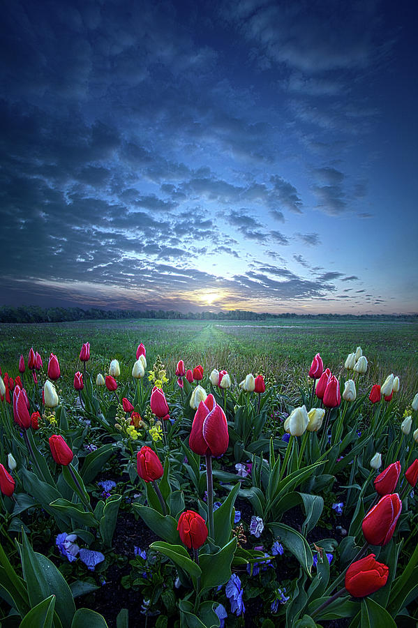 Mothers Day #2 Photograph by Phil Koch