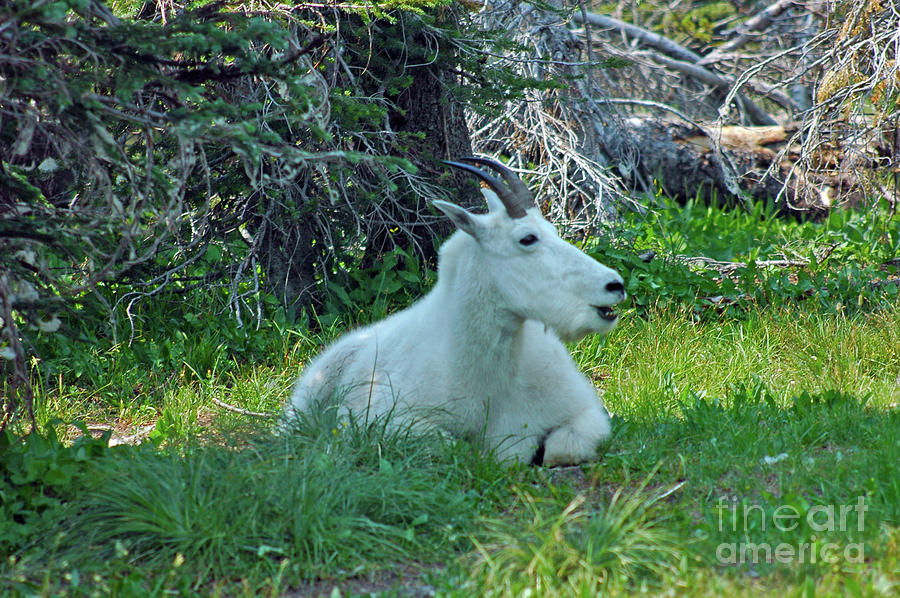 Mountain goat #3 Photograph by Cindy Murphy