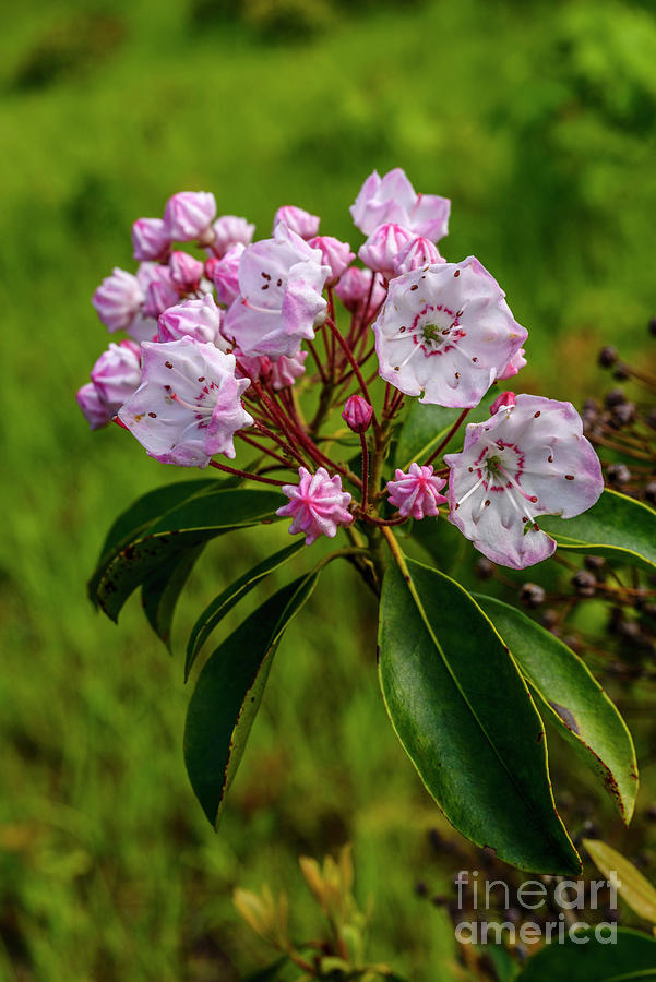 Mountain Laurel in Bloom #2 Photograph by Thomas R Fletcher