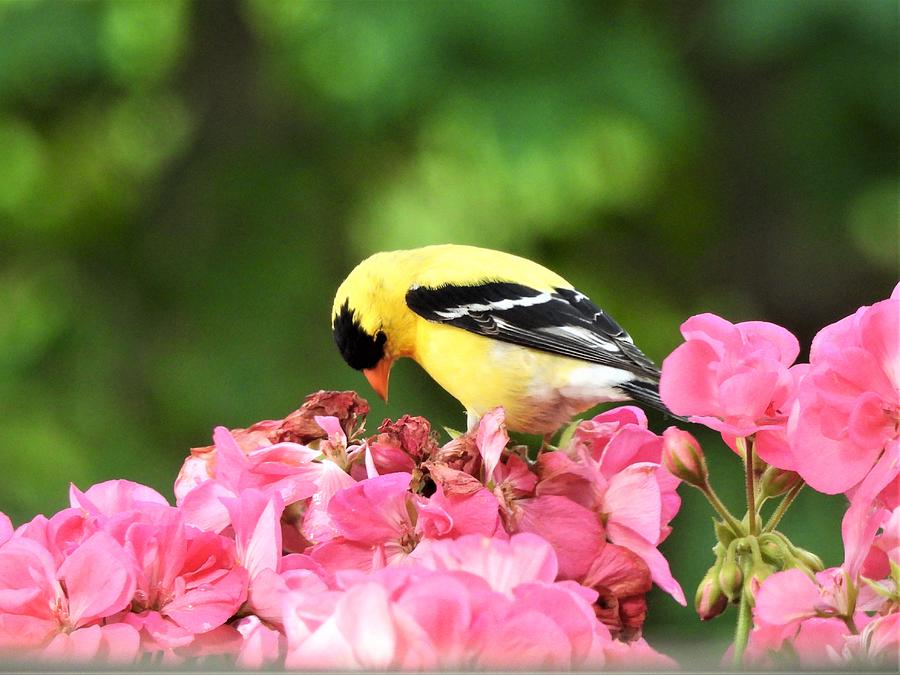 Nature Photograph - Mr. Goldfinch #2 by Betty-Anne McDonald