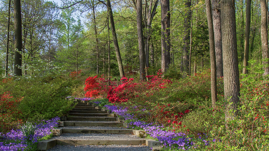 Mt Hamilton Azaleas 6 Photograph by Chris Scroggins Mt Hamilton Azaleas 6 Photograph by Chris Scroggins