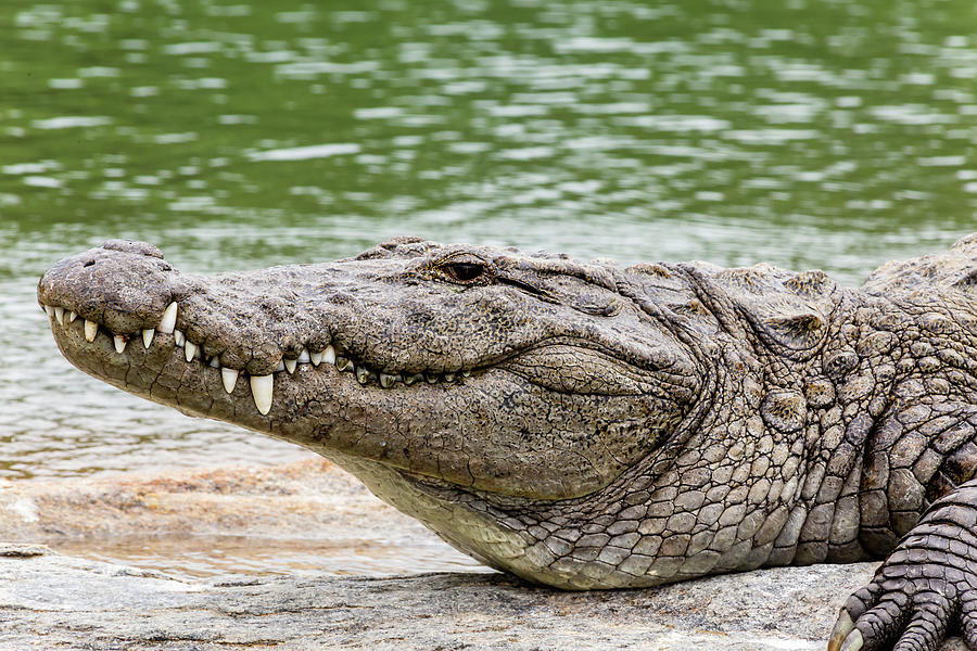 Mugger crocodile #2 Photograph by SAURAVphoto Online Store