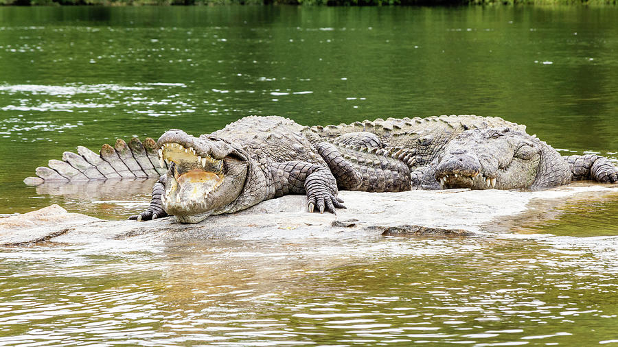 Mugger crocodiles #2 Photograph by SAURAVphoto Online Store