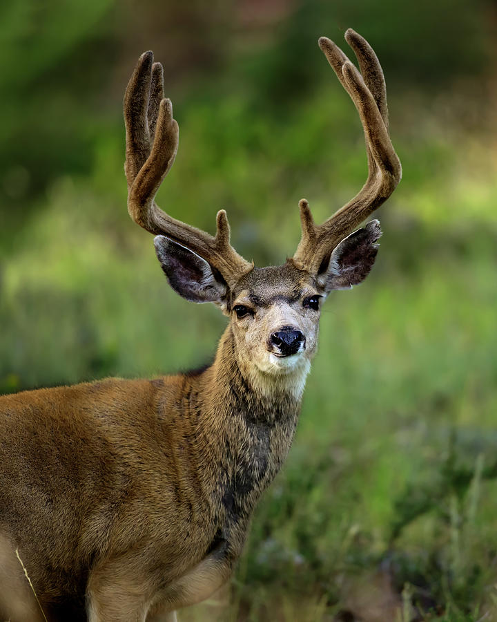 Mule Deer Buck in Velvet #3 Photograph by Gary Langley