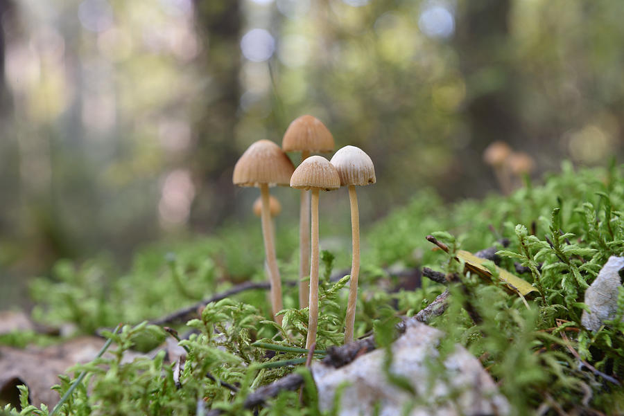 Mushrooms #2 Photograph by Albert Fertl Mushrooms #2 Photograph by Albert Fertl