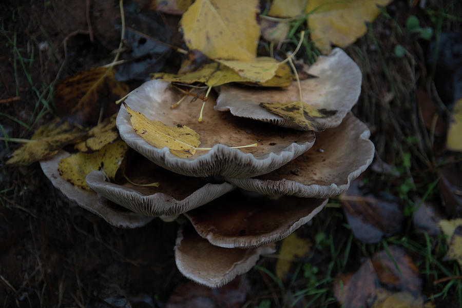 Mushrooms #2 Photograph by Eleni Kouri