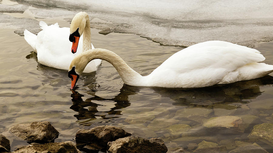 Mute swan pair #2 Photograph by SAURAVphoto Online Store