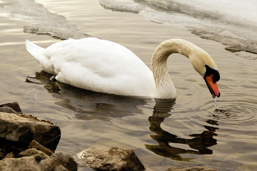 Mute swan #2 Photograph by SAURAVphoto Online Store