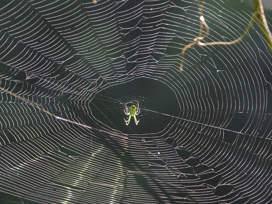 My Web #2 Photograph by Paul Ross