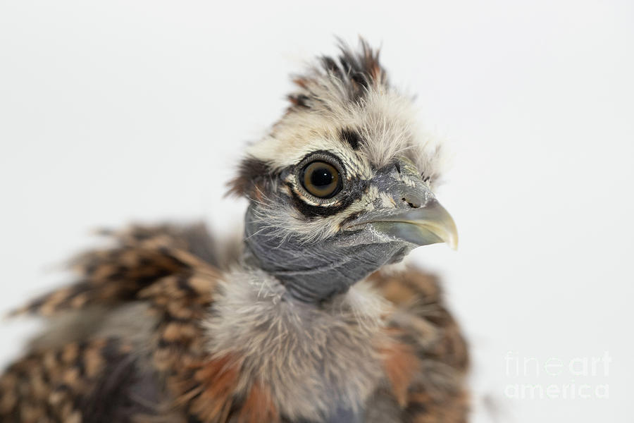 Naked Neck Chicken Photograph By Jeannette Hunt