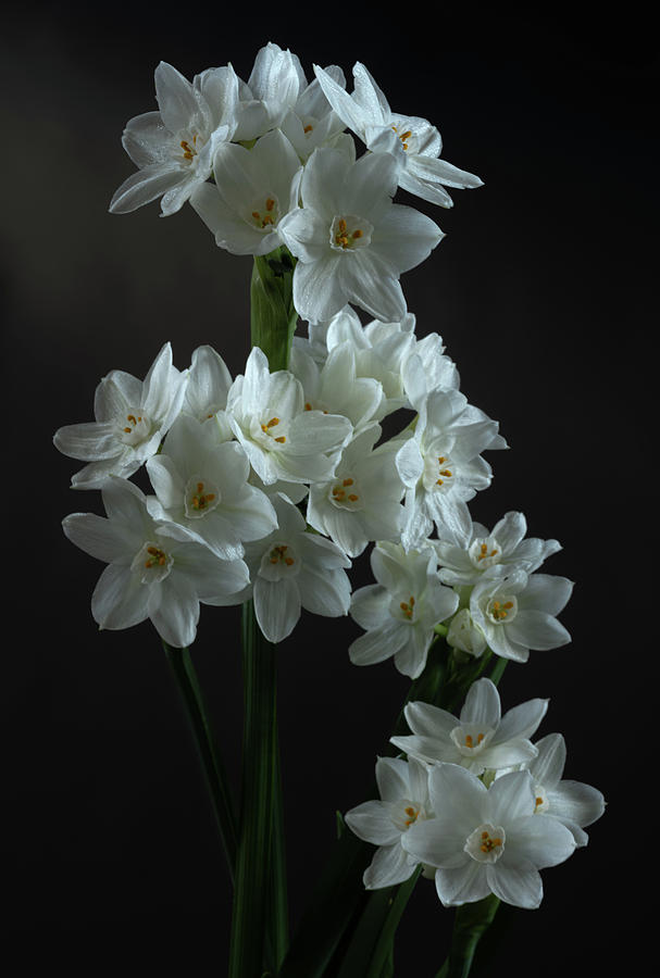 Narcissus Papyraceus 'Ziva' Paperwhite Narcissus Photograph By Bill ...