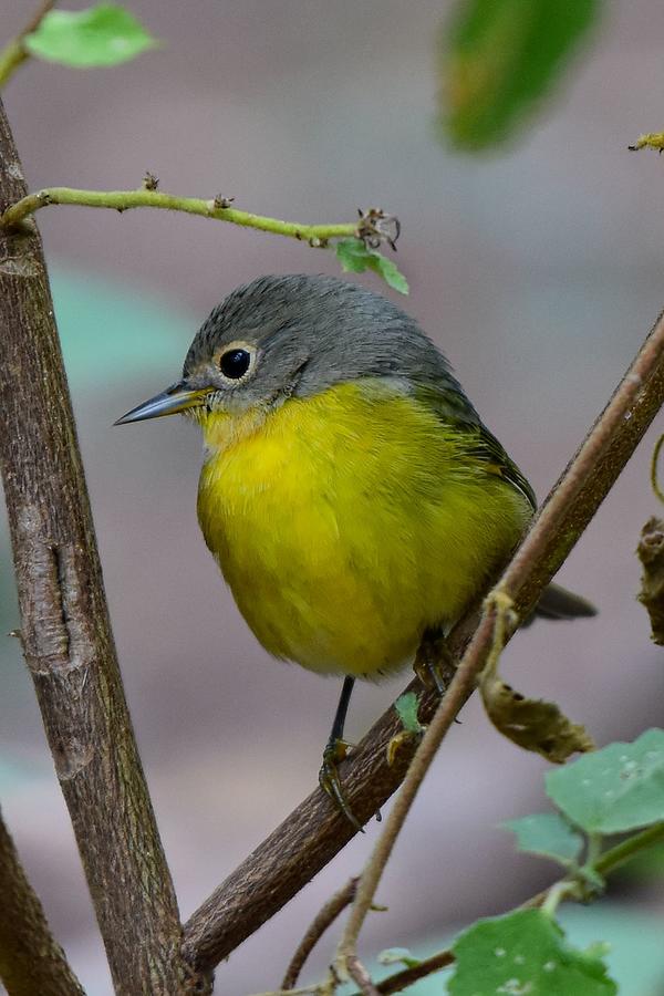 Nashville warbler Photograph by Dwight Eddington - Fine Art America