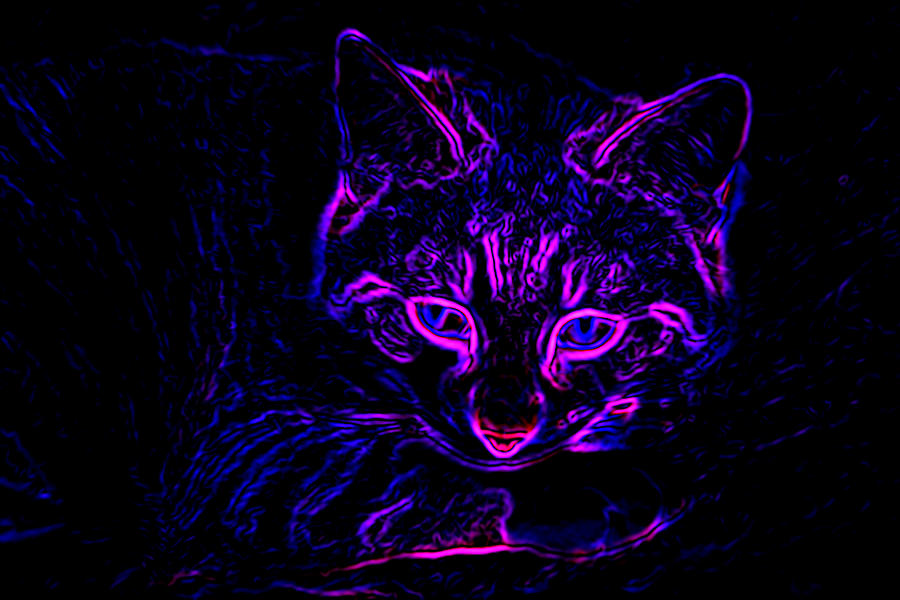 Natural Lying Cat. Purple Neon Effect. Abstract. Black Background ...