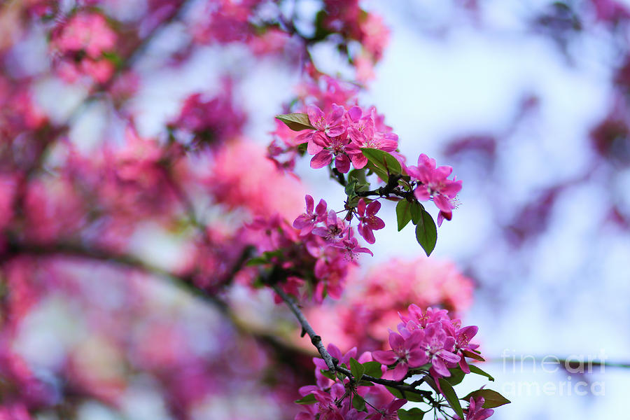 Nature background with wonderful pink blossomed spring flowers o Photograph  by Dragos Nicolae Dragomirescu - Pixels