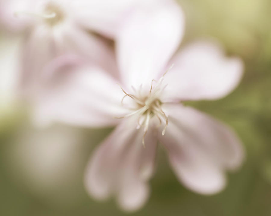 Nature Photography - Soft Pink Floral Photograph by Amelia Pearn