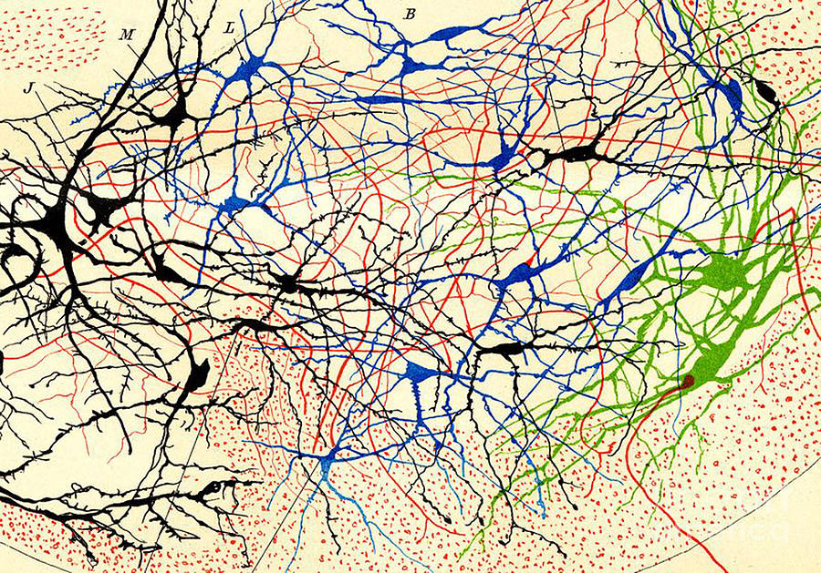 Nerve Cells Santiago Ramon Y Cajal Drawing by Science Source