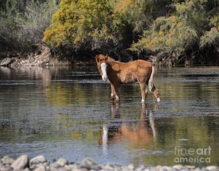 New Foal Life on the Salt River #2 Digital Art by Tammy Keyes