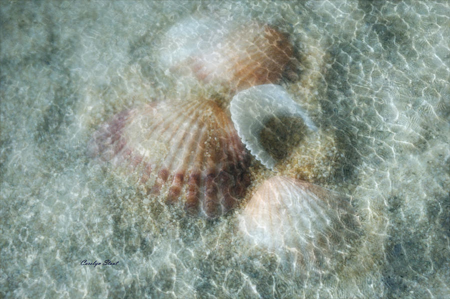 Shells Photograph - Step Lightly by Carolyn Staut Shells Photograph - Step Lightly by Carolyn Staut