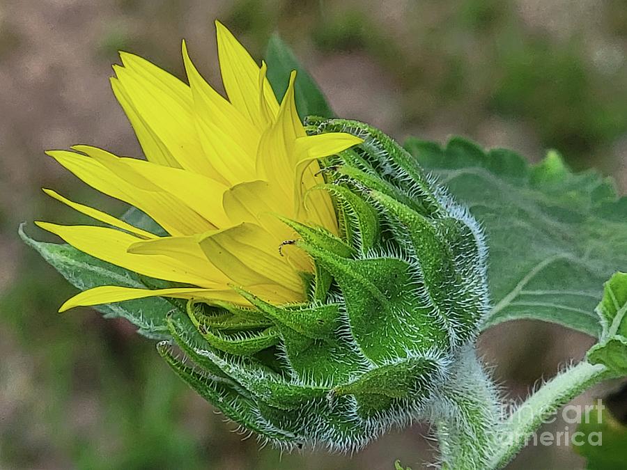 Sunflower Photograph - Sunflower Beginning It Journey  by Donna Brown