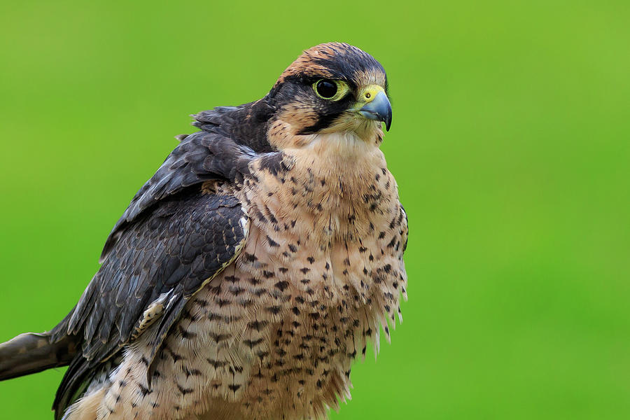 New zealand falcon -- #2 Photograph by Chris Smith
