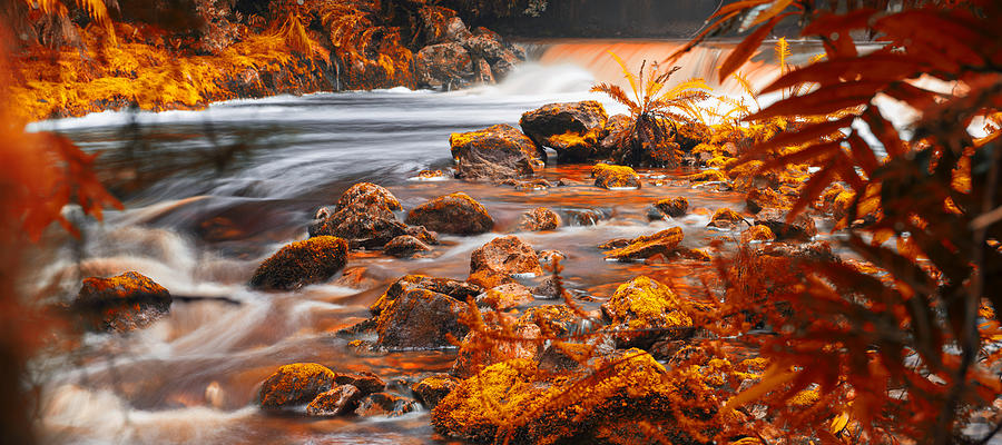 Newell Creek in Tasmania #2 Photograph by RobertDowner