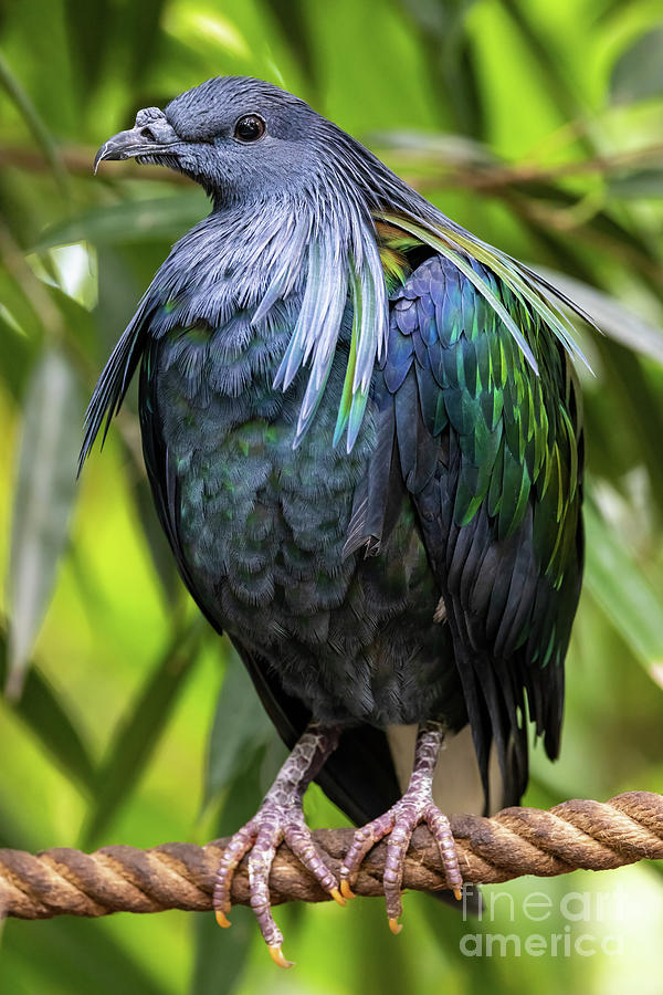 Nicobar pigeon, the only living member of the genus Caloenas, an #2 Photograph by Jane Rix