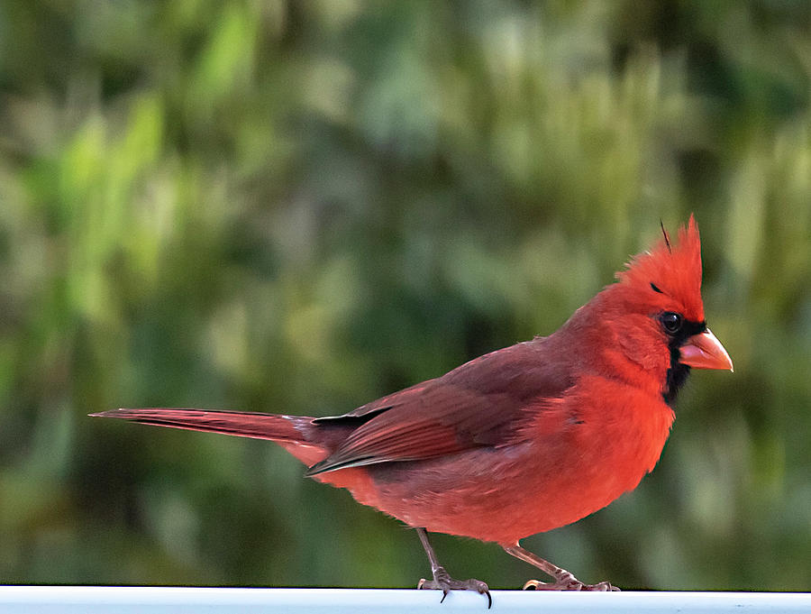 Northern Cardinal #2 Photograph by Dart Humeston