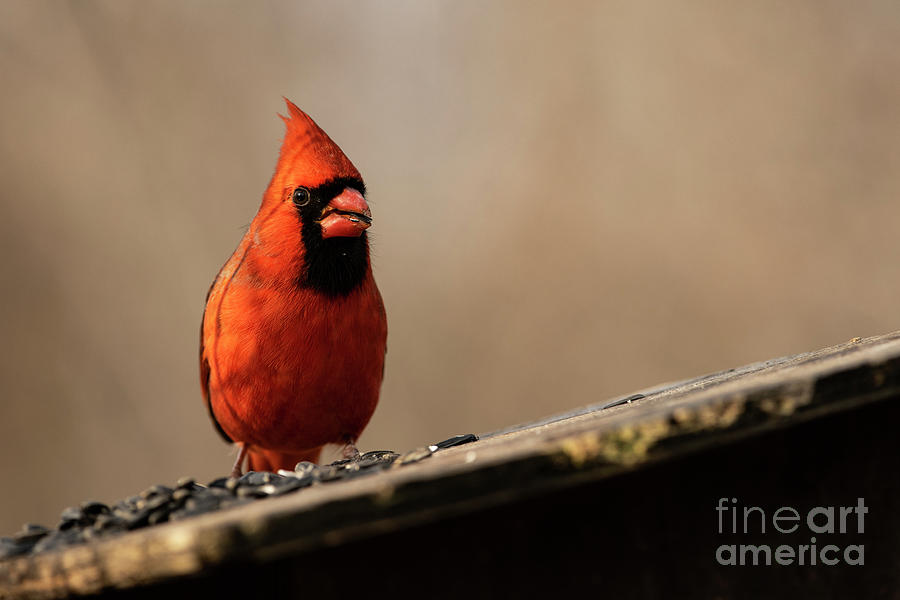 Northern Cardinal Feeding #2 Photograph by JT Lewis