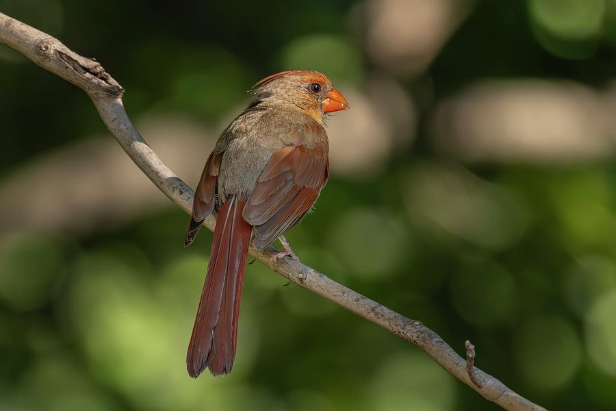Northern Cardinal #2 Photograph by Ray Congrove