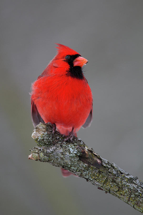 Northern Cardinal #2 Photograph by Timothy McIntyre
