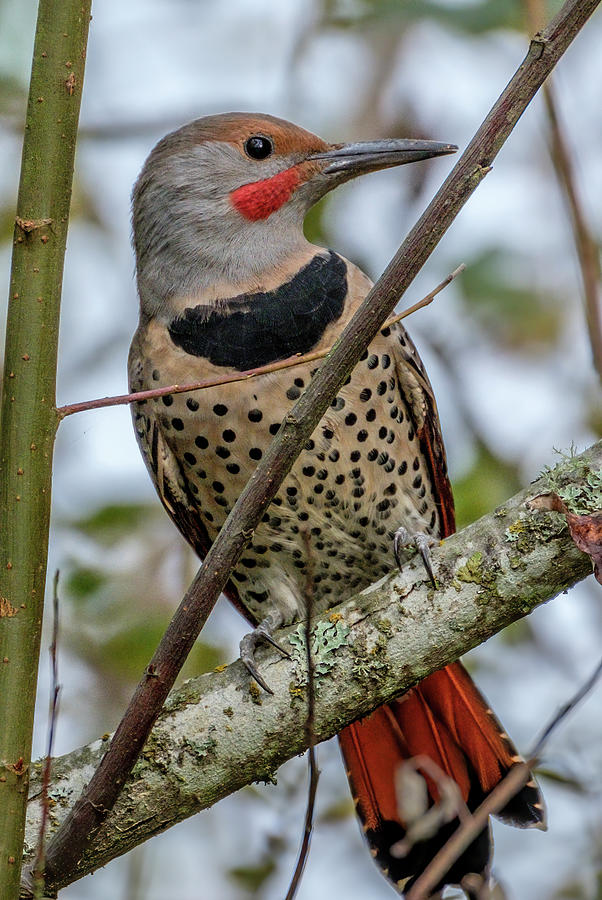 Northern Flicker #2 Photograph by Bill Ray