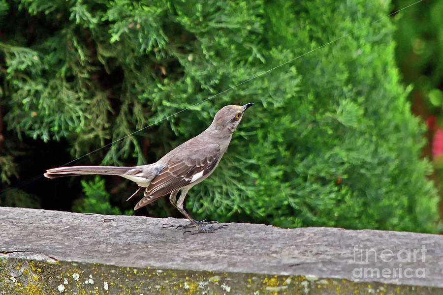 Northern Mockingbird #2 Photograph by Amazing Action Photo Video
