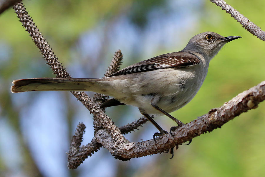 Northern Mockingbird Florida #2 Photograph by Bob Savage