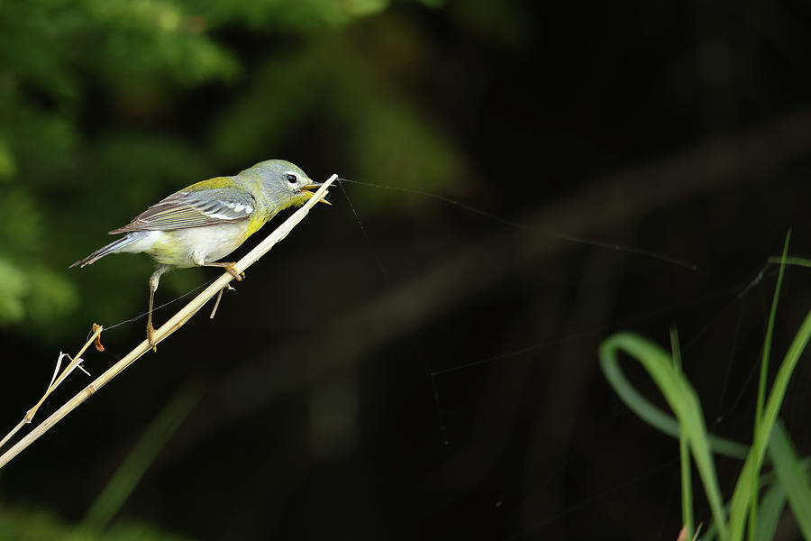 Northern Parula #2 Photograph by Brook Burling