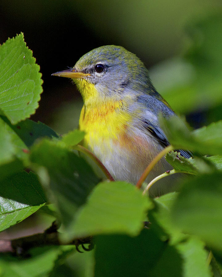 Northern Parula  #2 Photograph by Timothy McIntyre