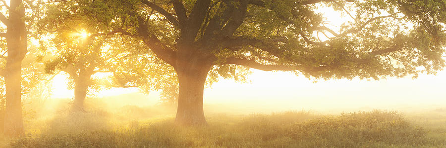 Oak tree #2 Photograph by Jeremy Walker